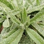 Echium asperrimum 葉