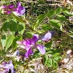 Lathyrus vernusŽiedas