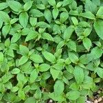 Persicaria campanulata Leaf