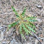 Ptilostemon hispanicus Leaf