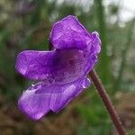 Pinguicula vulgaris Flor