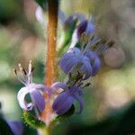 Otiophora scabra Fleur