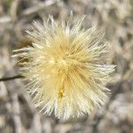 Bebbia juncea Fruit