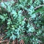 Ranunculus ollissiponensis Leaf