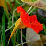 Tropaeolum majus Flower