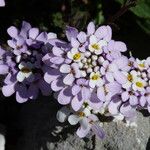 Iberis carnosa Flor