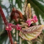 Cissus javana Outro