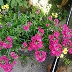 Diascia rigescens Květ