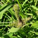 Setaria adhaerens Fruit