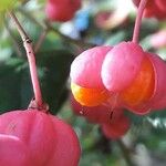 Euonymus europaeusFruit