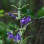 Scutellaria siphocampyloides 整株植物