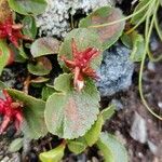 Salix herbacea Blüte