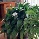 Spathiphyllum cannifolium Levél