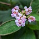 Koenigia campanulata Flower