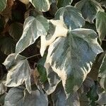 Hedera algeriensis Leaf