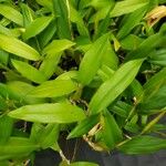 Coelogyne ovalis Hoja