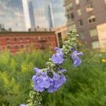 Salvia azurea Цветок