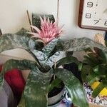 Aechmea fasciataFlower