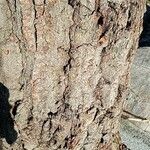 Quercus nigra Koor