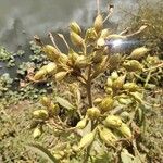 Nicotiana tabacumFloare