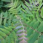 Rhus glabra Fuelha