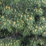Pinus radiata 葉
