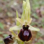 Ophrys arachnitiformis പുഷ്പം