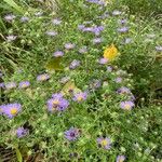 Symphyotrichum oblongifolium 花