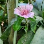 Leuenbergeria quisqueyana Flower