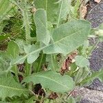 Crepis foetida Blad