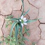 Colchicum gramineum Habit