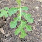 Solanum rostratumBlatt