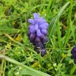 Muscari commutatum Blomst