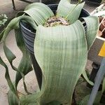 Welwitschia mirabilis Liść