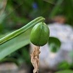 Galanthus woronowii Frukt
