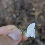 Antirrhinum graniticum Λουλούδι