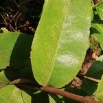 Psorospermum febrifugum Blatt