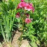 Primula japonica Blomma