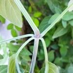 Dicliptera sericea പുറംതൊലി
