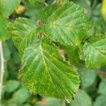 Rubus fruticosus Fuelha