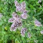 Mentha longifoliaᱵᱟᱦᱟ