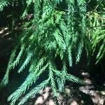 Cryptomeria japonicaBlatt