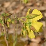 Tuberaria lignosa Blüte