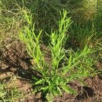 Nidorella aegyptiaca Habit