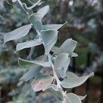 Acacia podalyriifolia Blatt