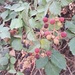 Rubus ulmifoliusGyümölcs