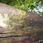 Symplococarpon purpusii Corteza