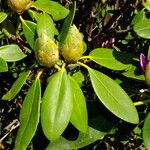 Rhododendron catawbiense Leaf