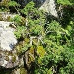 Juniperus communis Alkat (teljes növény)