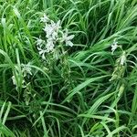 Ornithogalum nutans Hábitos